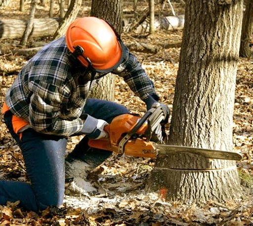 Tree Removal in Montrose, IL